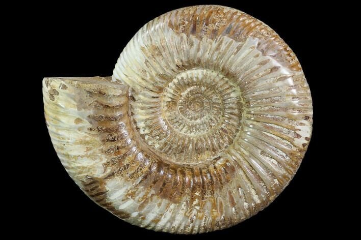 Perisphinctes Ammonite - Jurassic #90447